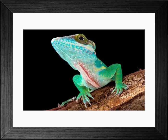 Framed Print : Smallwood's anole (Anolis smallwoodi) Framed Print : Smallwood's anole (Anolis smallwoodi)