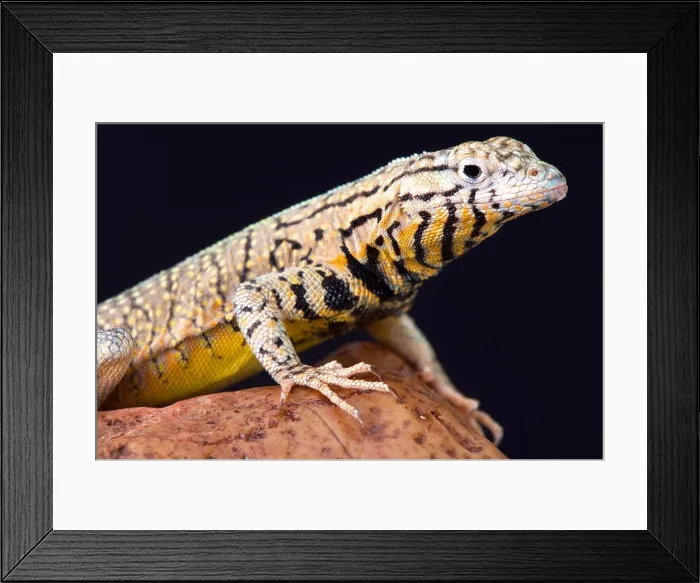 Framed Print : Peru Pacific Iguana (Microlophus peruvianus) Framed Print : Peru Pacific Iguana (Microlophus peruvianus)
