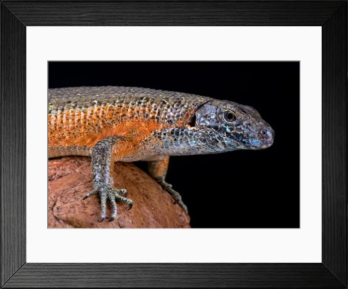 Framed Print : Giant Zonosaur (Zonosaurus maximus) Framed Print : Giant Zonosaur (Zonosaurus maximus)