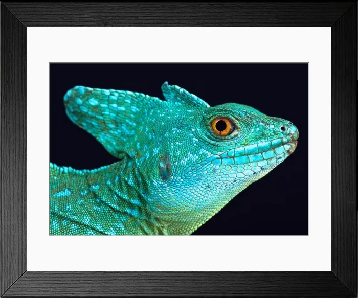 Framed Print : Plumed basilisk (Basiliscus plumifrons) Framed Print : Plumed basilisk (Basiliscus plumifrons)