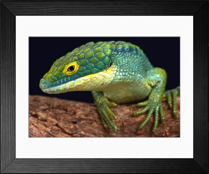Framed Print : Arboreal alligator lizard (Abronia graminea) Framed Print : Arboreal alligator lizard (Abronia graminea)