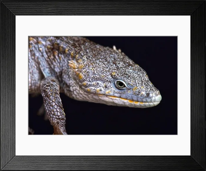 Framed Print : Arboreal alligator lizard (Abronia lytrochila) Framed Print : Arboreal alligator lizard (Abronia lytrochila)