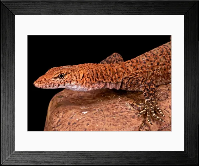 Framed Print : Pilbara rock monitor (Varanus pilbarensis) Framed Print : Pilbara rock monitor (Varanus pilbarensis)