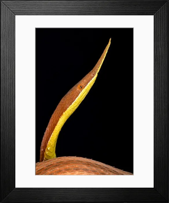 Framed Print : Leaf-nosed snake (Langaha madagascariensis) male Framed Print : Leaf-nosed snake (Langaha madagascariensis) male