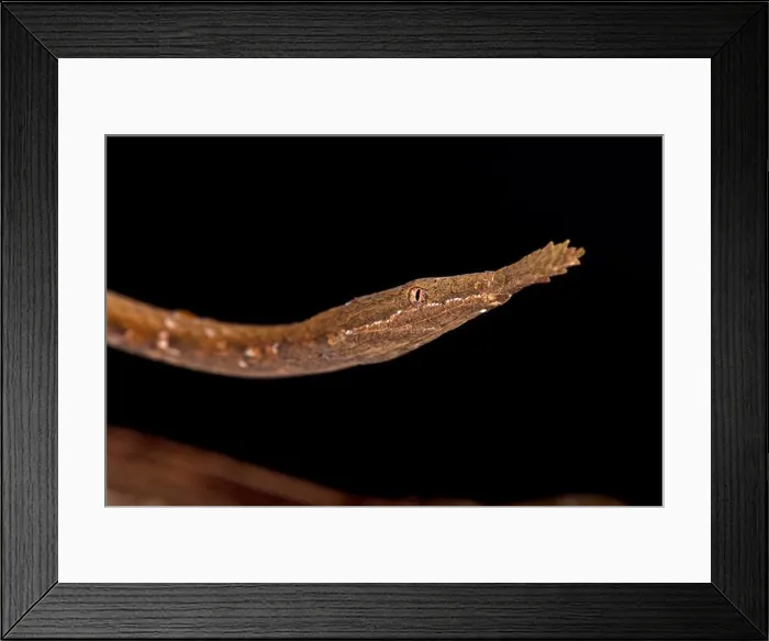 Framed Print : Leaf-nosed snake (Langaha madagascariensis) female Framed Print : Leaf-nosed snake (Langaha madagascariensis) female