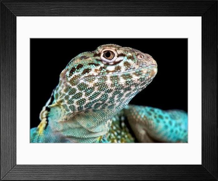 Framed Print : Collared lizard (Crotaphytus collaris) Framed Print : Collared lizard (Crotaphytus collaris)