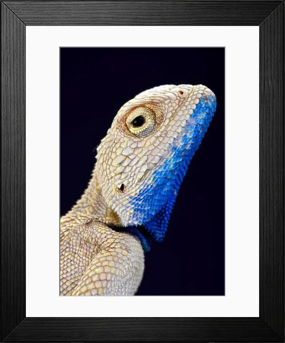 Framed Print : Savigny's agama (Trapelus savignii) Framed Print : Savigny's agama (Trapelus savignii)