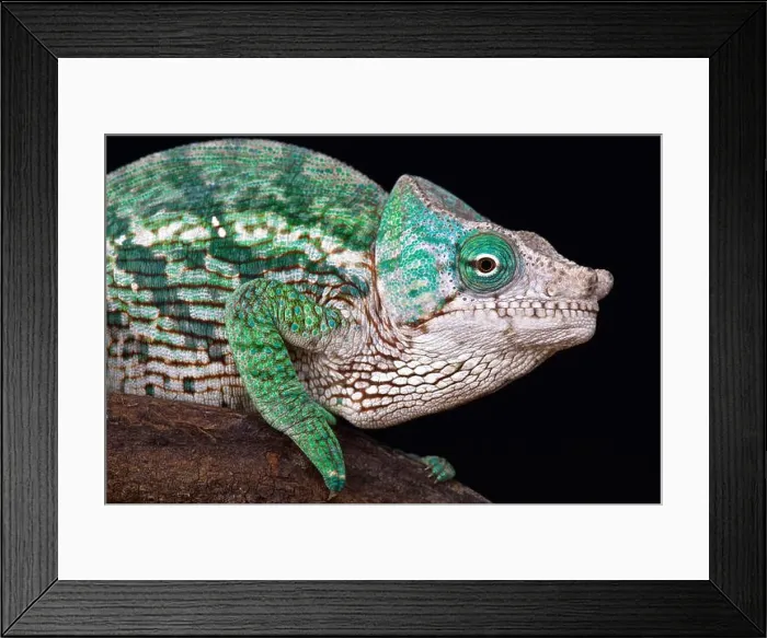 Framed Print : Globe-horned chameleon (Calumma globifer)