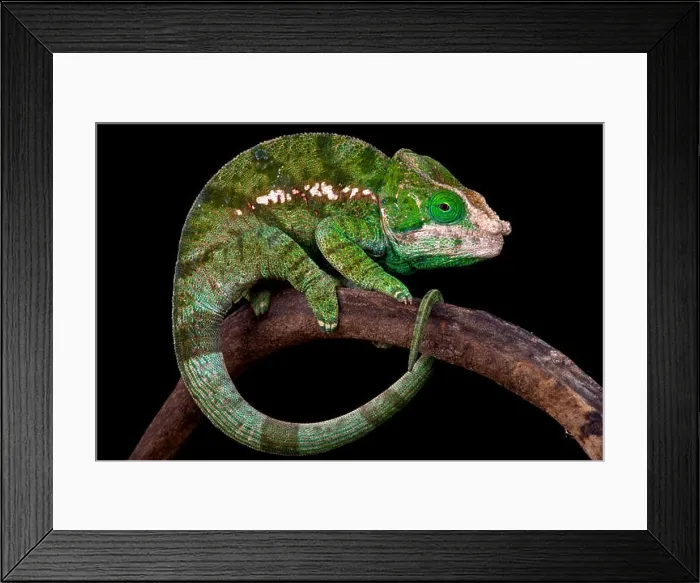 Framed Print : Globe-horned chameleon (Calumma globifer)