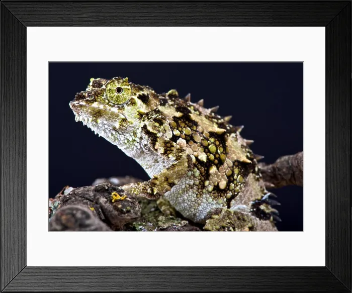 Framed Print : Spiny chameleon (Trioceros laterispinis) Framed Print : Spiny chameleon (Trioceros laterispinis)