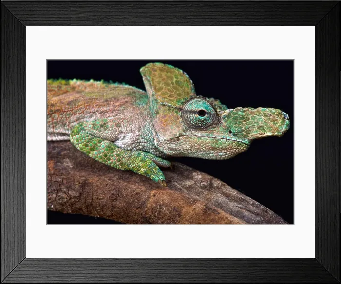 Framed Print : Strange-nosed chameleon (Kinyongia xenorhina) Framed Print : Strange-nosed chameleon (Kinyongia xenorhina)