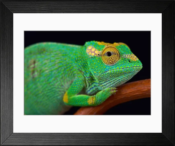Framed Print : Strange-nosed chameleon (Kinyongia xenorhina) female Framed Print : Strange-nosed chameleon (Kinyongia xenorhina) female