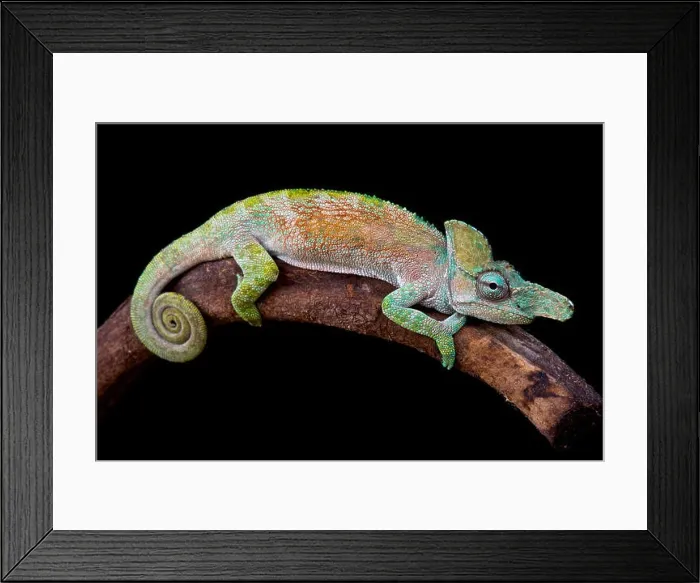 Framed Print : Blade nosed chameleon (Kinyongia xenorhina) Framed Print : Blade nosed chameleon (Kinyongia xenorhina)