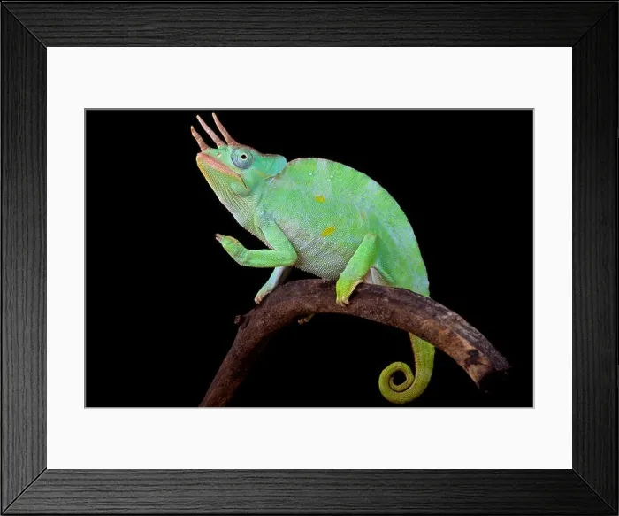 Framed Print : Usumbara giant three horned chameleon (Trioceros deremensis) Framed Print : Usumbara giant three horned chameleon (Trioceros deremensis)