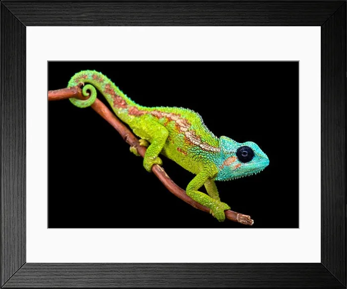Framed Print : Mount Hanang Chameleon (Trioceros hanangensis) Framed Print : Mount Hanang Chameleon (Trioceros hanangensis)