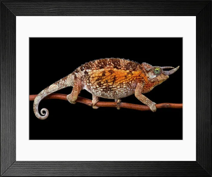Framed Print : Jackson's chameleon (Trioceros jacksonii jacksonii) female Framed Print : Jackson's chameleon (Trioceros jacksonii jacksonii) female