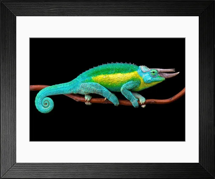 Framed Print : Jackson's chameleon (Trioceros jacksonii jacksonii) Framed Print : Jackson's chameleon (Trioceros jacksonii jacksonii)