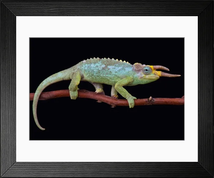 Framed Print : East African three horned chameleon (Trioceros jacksonii merumontanus) Framed Print : East African three horned chameleon (Trioceros jacksonii merumontanus)