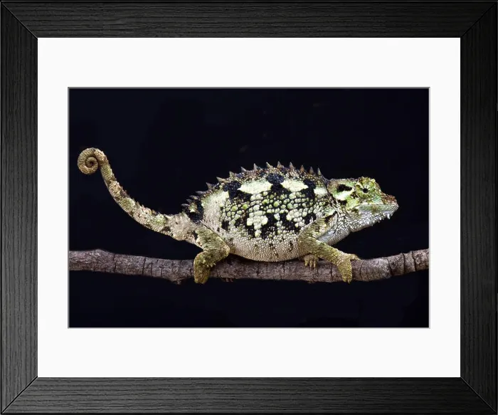 Framed Print : Spiny-flanked chameleon (Trioceros laterispinis)