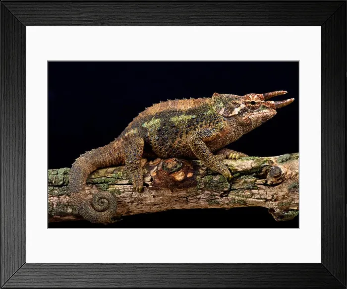 Framed Print : Werners chameleon (Trioceros werneri) Framed Print : Werners chameleon (Trioceros werneri)