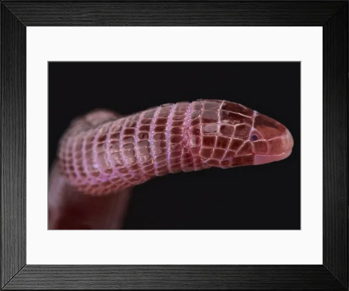Framed Print : European worm lizard (Blanus cinereus) Framed Print : European worm lizard (Blanus cinereus)