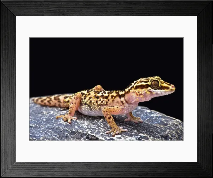 Framed Print : Lothara's gecko (Paroedura lohatsara) Framed Print : Lothara's gecko (Paroedura lohatsara)
