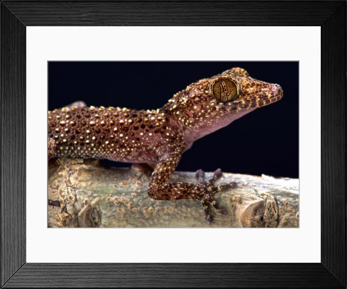 Framed Print : Nosy Be gecko (Paroedura oviceps) Framed Print : Nosy Be gecko (Paroedura oviceps)