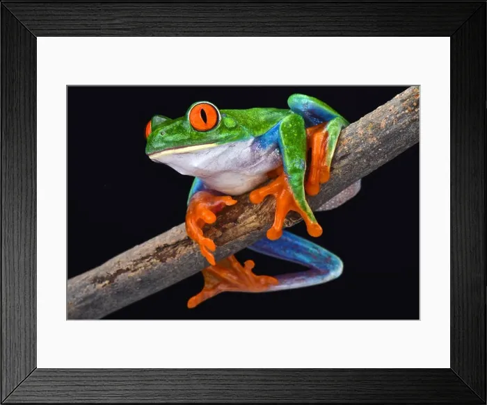 Framed Print : red-eyed tree frog (Agalychnis callidryas) Framed Print : red-eyed tree frog (Agalychnis callidryas)