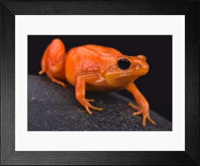 Framed Print : Golden Mantella (Mantella aurentiaca) Framed Print : Golden Mantella (Mantella aurentiaca)
