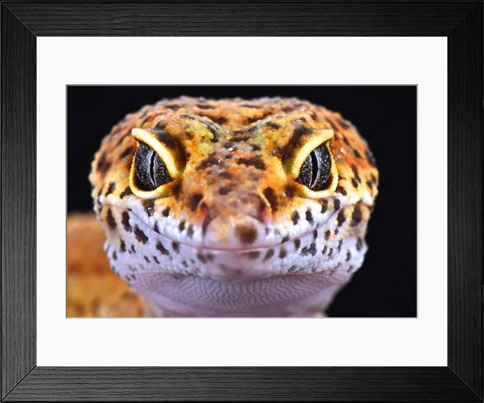 Framed Print : Leopard gecko (Eublepharis macularius) Framed Print : Leopard gecko (Eublepharis macularius)