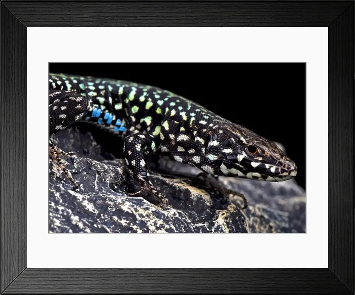 Framed Print : Maltese wall lizard (Podarcis filfolensis laurentiimuelleri) Framed Print : Maltese wall lizard (Podarcis filfolensis laurentiimuelleri)