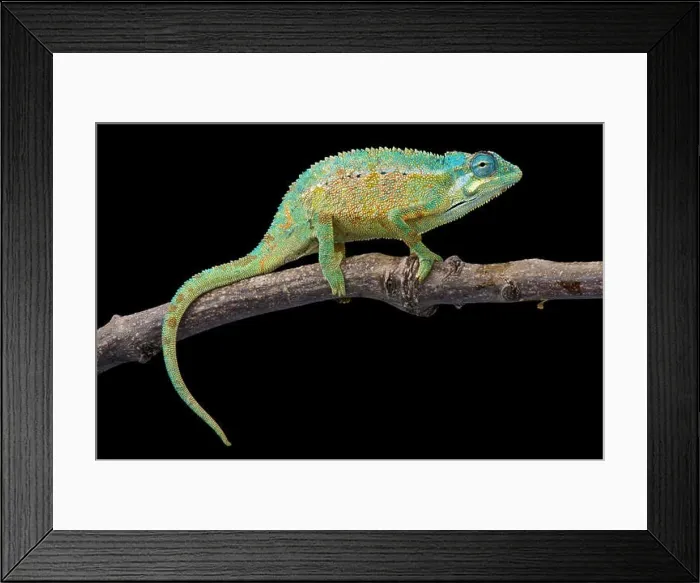 Framed Print : Elliot's chameleon (Trioceros ellioti) Framed Print : Elliot's chameleon (Trioceros ellioti)