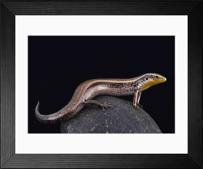 Framed Print : Striped Canary skink (Chalcides sexlineatus bistriatus) Framed Print : Striped Canary skink (Chalcides sexlineatus bistriatus)