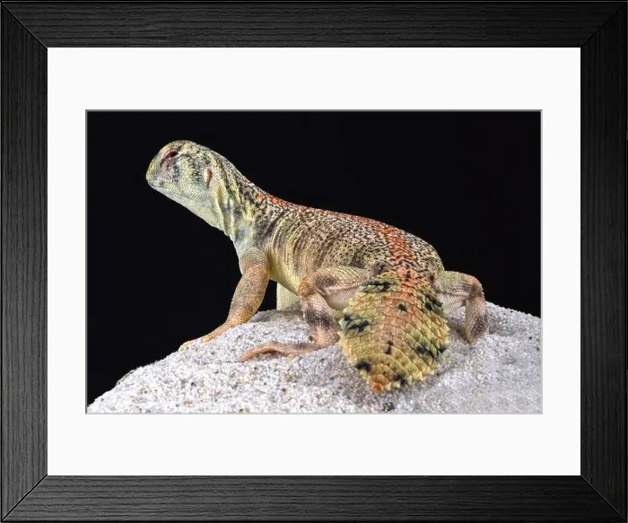 Framed Print : Omani spiny-tailed lizard (Uromastyx thomasi) Framed Print : Omani spiny-tailed lizard (Uromastyx thomasi)