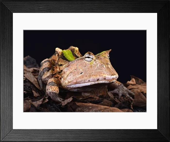 Framed Print : Amazonian horned frog (Ceratophrys cornuta) Framed Print : Amazonian horned frog (Ceratophrys cornuta)