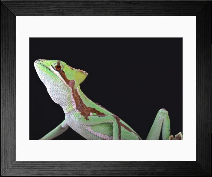 Framed Print : Serrated casquehead iguana (Laemanctus serratus) Framed Print : Serrated casquehead iguana (Laemanctus serratus)