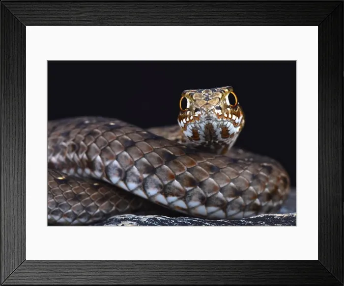 Framed Print : Eastern Montpellier snake (Malpolon insignatus) Framed Print : Eastern Montpellier snake (Malpolon insignatus)