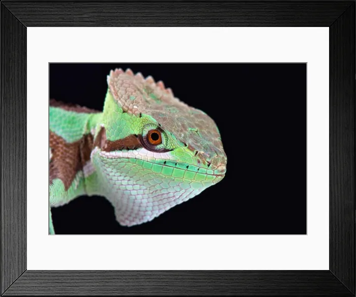 Framed Print : Serrated casquehead iguana (Laemanctus serratus) Framed Print : Serrated casquehead iguana (Laemanctus serratus)
