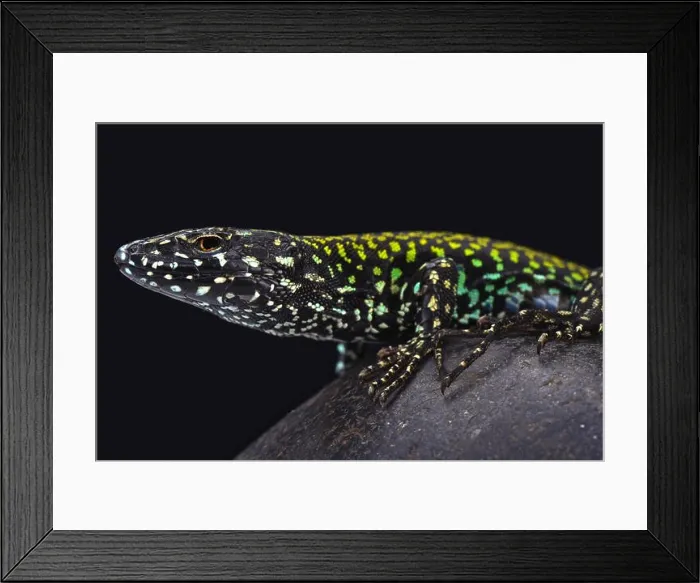 Framed Print : Italian wall lizard (Podarcis muralis nigriventris) Framed Print : Italian wall lizard (Podarcis muralis nigriventris)