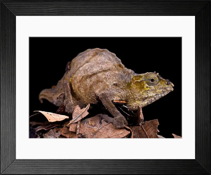 Framed Print : Uluguru pygmy chameleon (Rhampholeon uluguruensis) Framed Print : Uluguru pygmy chameleon (Rhampholeon uluguruensis)