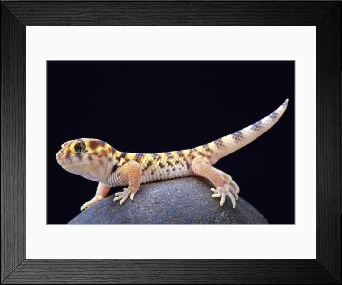 Framed Print : Wonder gecko (Teratoscincus scincus) Framed Print : Wonder gecko (Teratoscincus scincus)