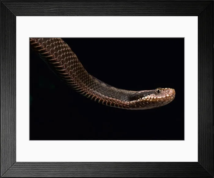 Framed Print : Orlov's viper (Vipera orlovi) Framed Print : Orlov's viper (Vipera orlovi)