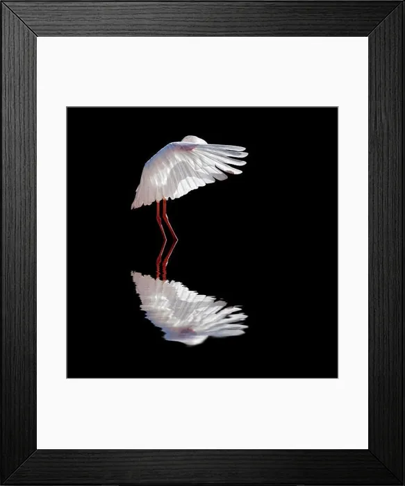Framed Print : Reflection of a white bird in water with black background Framed Print : Reflection of a white bird in water with black background