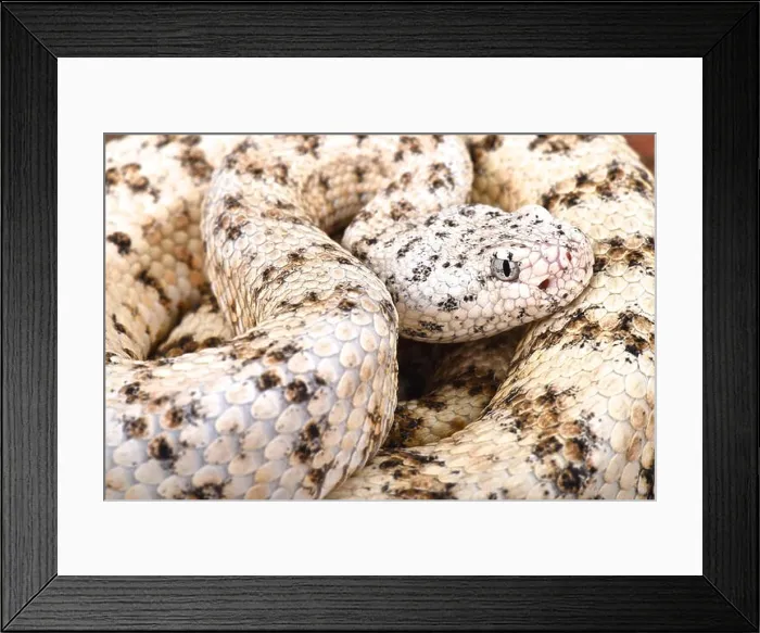 Framed Print : Southwestern speckled rattlesnake (Crotalus mitchelli pyrrhus) Framed Print : Southwestern speckled rattlesnake (Crotalus mitchelli pyrrhus)