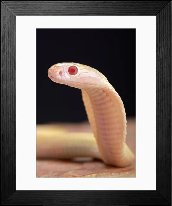 Framed Print : Albino cobra (Naja kaouthia) Framed Print : Albino cobra (Naja kaouthia)