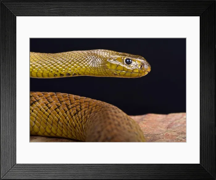 Framed Print : Inland Taipan (Oxyuranus microlepidotus) Framed Print : Inland Taipan (Oxyuranus microlepidotus)
