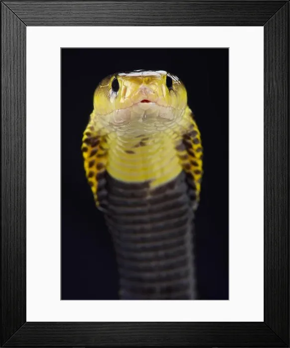 Framed Print : Samar spitting cobra (Naja samarensis) Framed Print : Samar spitting cobra (Naja samarensis)