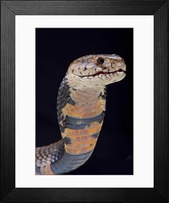 Framed Print : Nubian spitting cobra (Naja nubiae) Framed Print : Nubian spitting cobra (Naja nubiae)