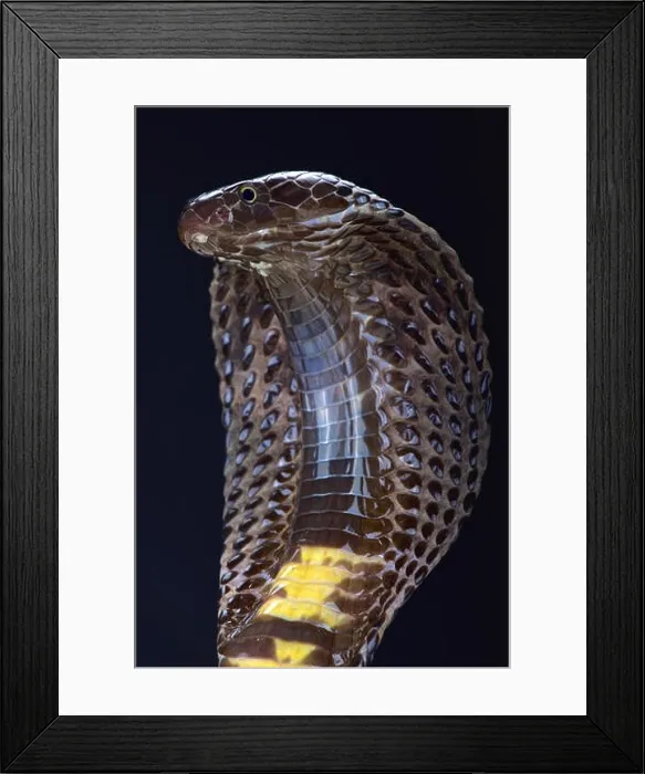 Framed Print : Pakistani black cobra (Naja naja karachiensis) Framed Print : Pakistani black cobra (Naja naja karachiensis)