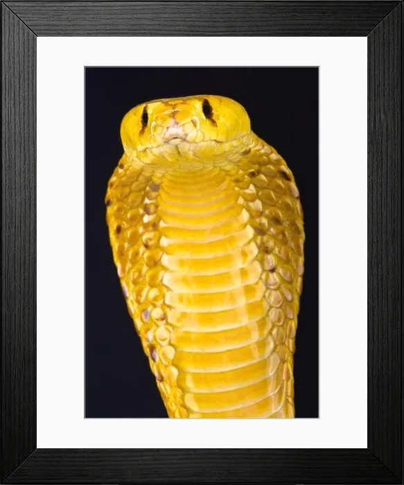 Framed Print : Cape cobra (Naja nivea)